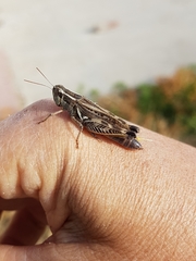 Dichroplus pratensis