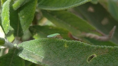 Image of Hortensia similis