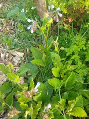 Symphytum × hidcotense