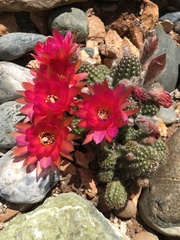 Lobivia silvestrii