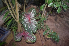 Caladium bicolor