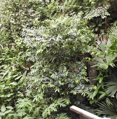 Lacistema aggregatum