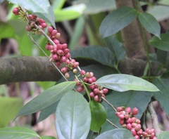 Lacistema aggregatum