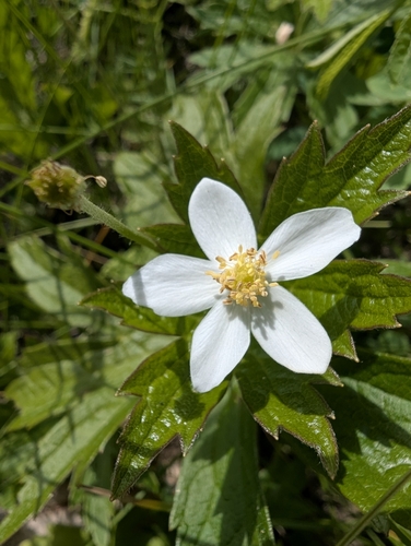 Canada anemone