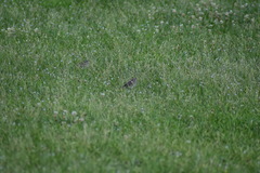 Passerculus sandwichensis