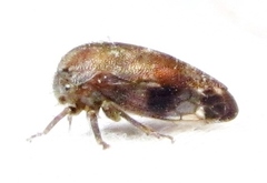 Ophiderma salamandra