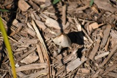 Fungi