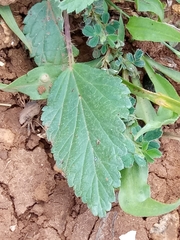 Malva trimestris image