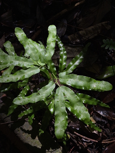 Lygodium volubile