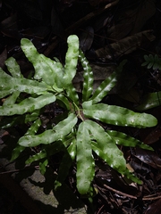 Lygodium volubile