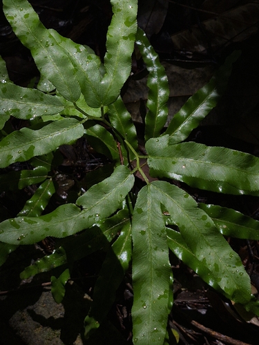 Lygodium volubile, photograph 2