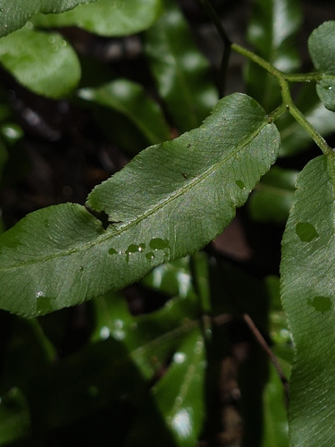 Lygodium volubile, photograph 3