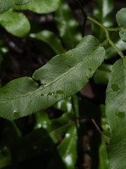Lygodium volubile, photograph author not stated, no rights reserved
