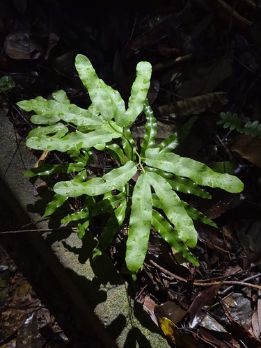 Lygodium volubile, photograph 4