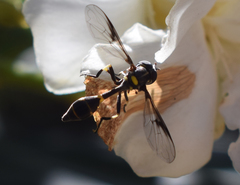 Eosalpingogaster nigriventris