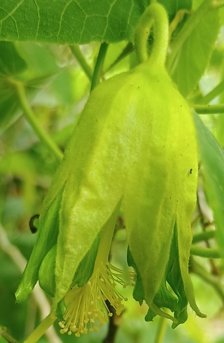 Abutilon sandwicense observed 2026-07-07