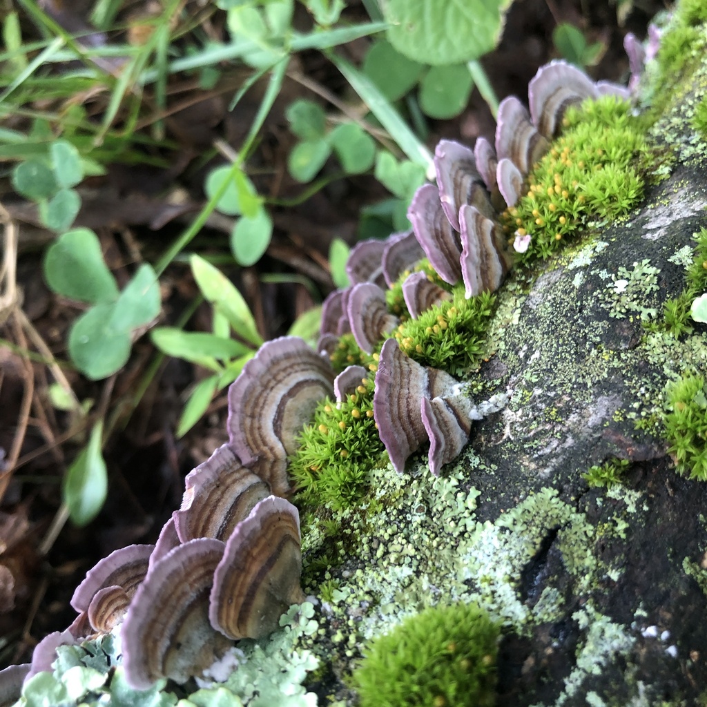 violet-toothed polypore · July 2026 · photo: Photo: (c) Andrew Conboy, some rights reserved (CC BY) · iNaturalist
