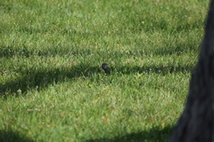 Passerculus sandwichensis