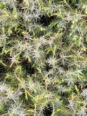 Juniperus oxycedrus image