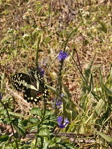 Citrus Swallowtail