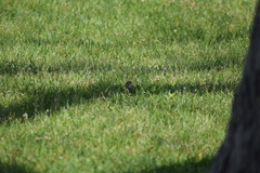 Passerculus sandwichensis