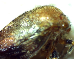 Ophiderma salamandra