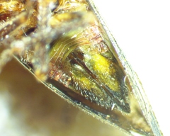 Ophiderma salamandra