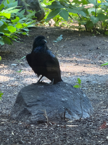 iNaturalist observation photo of Common Raven