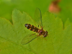 Meligramma triangulifera