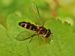 Meligramma triangulifera