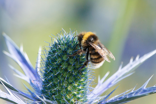Western Bumble Bee photo 4