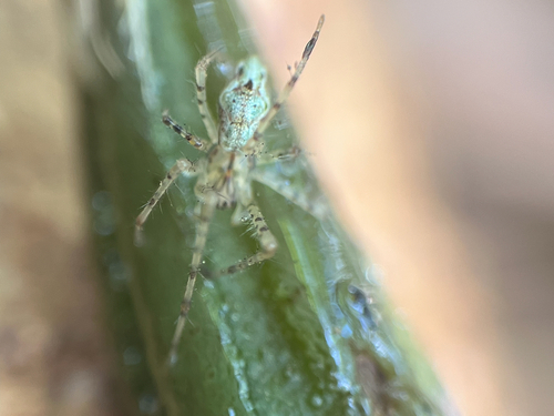 Tetragnatha quasimodo observed 2026-07-07