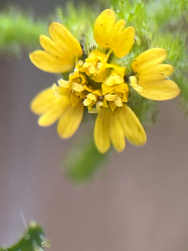 Sigesbeckia orientalis observed 2026-07-07