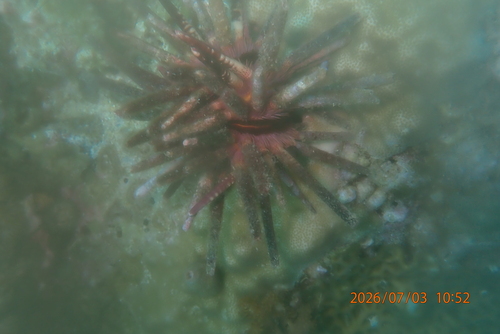 Prionocidaris baculosa observed 2026-07-03