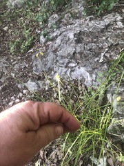 Carex planostachys