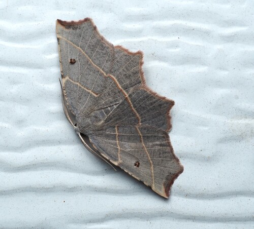 Pale Metanema Moth photo 3