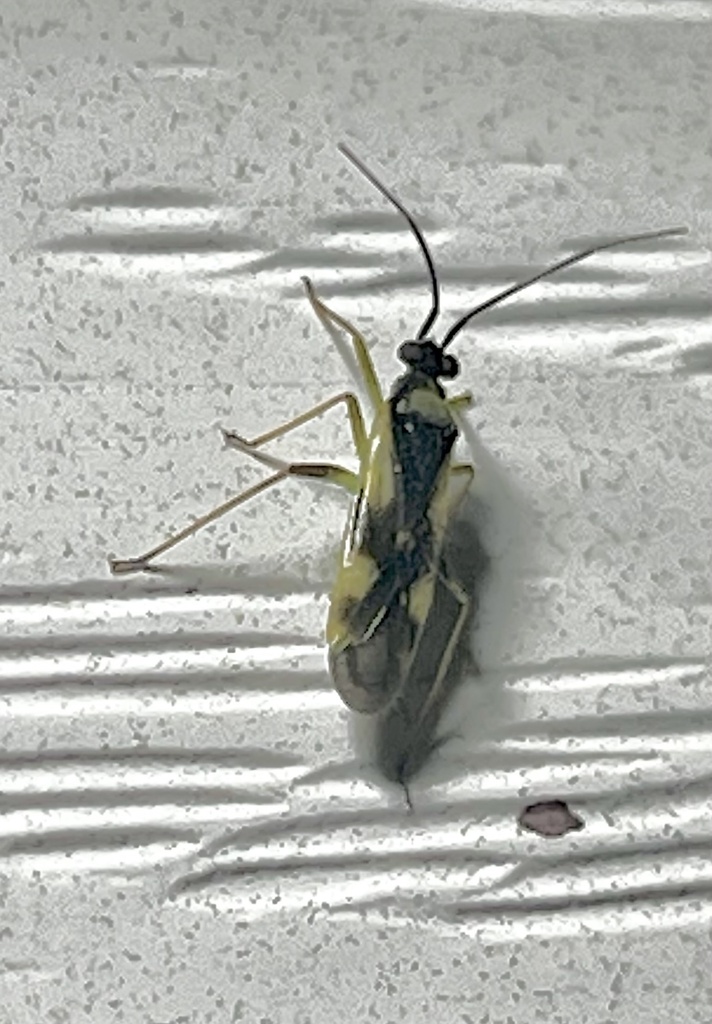 Orthotylus cruciatus