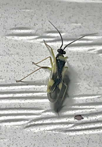 Orthotylus cruciatus