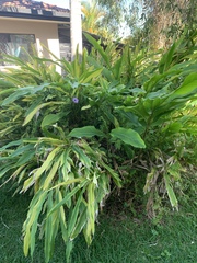 Alpinia caerulea