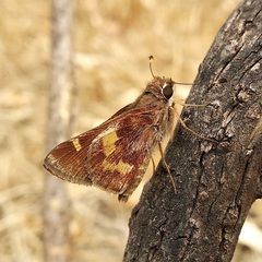 Lon melane vitellina