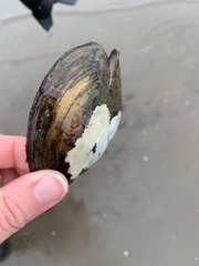 Atlanticoncha ochracea