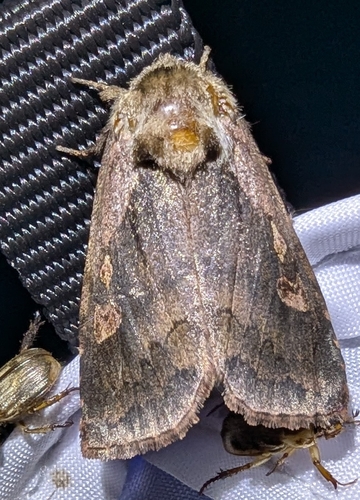 Pickerelweed Borer Moth photo 2