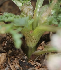 Vesper macrorhizus