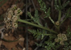 Vesper macrorhizus