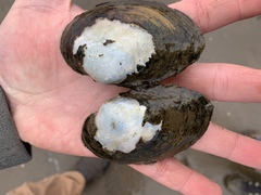 Atlanticoncha ochracea