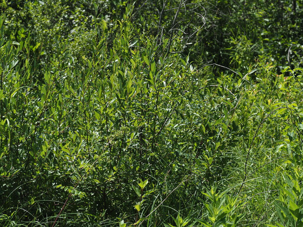 Salix myricoides; photograph author not stated, no rights reserved