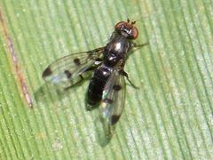 Geomyza tripunctata