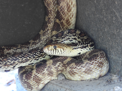 Bullsnake