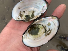 Atlanticoncha ochracea