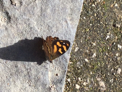 Heteronympha banksii